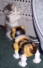 lily kittun with robo-calico