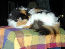 Lacey on Plaid