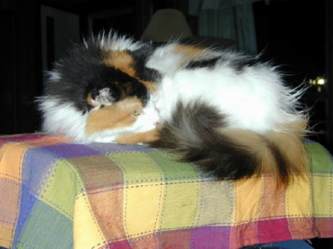 Lacey on Plaid