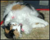 LaceySusan: Catnip