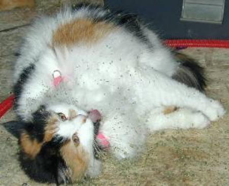 LaceySusan: Catnip