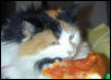 PIZZA!