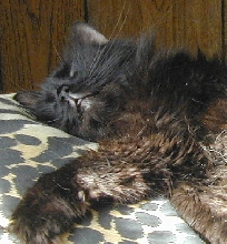 AlexaTenHouseCats