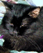AlexaTenHouseCats