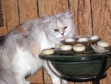 Lily TenHouseCats