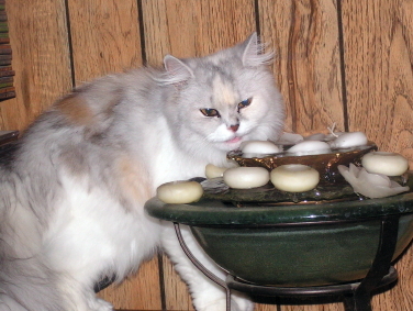 Lily TenHouseCats