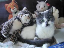 MarthaMaelstromTenHouseCats