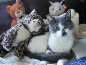 MarthaMaelstromTenHouseCats