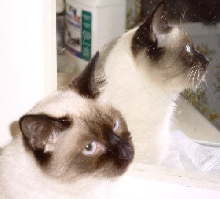 FosterMeezer
