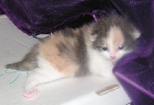 Muffin FosterTinyBabyHouseCat