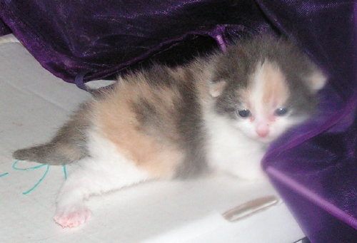 Muffin FosterTinyBabyHouseCat
