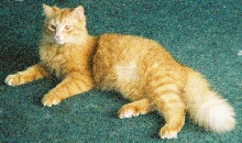 Nathan the Elegant (it's an act!)