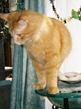 Nathan and water bowl 1