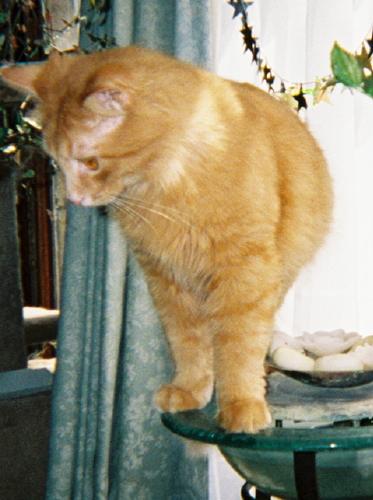 Nathan and water bowl 1
