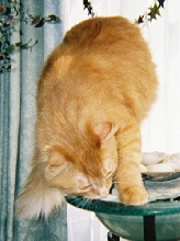 Nathan and water bowl 2