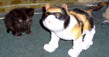 peanut with robo-calico