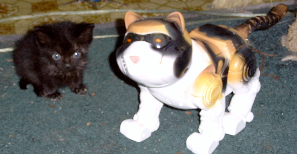 peanut with robo-calico
