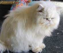 PercivalTenHouseCats