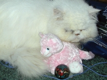 Percival & furriend