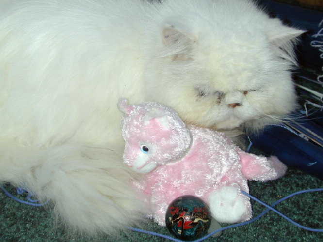 Percival & furriend