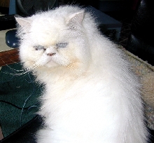 PercivalTenHouseCats