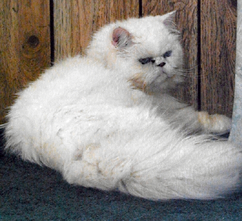 PercivalTenHouseCats