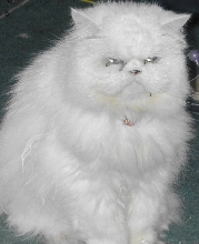 percival