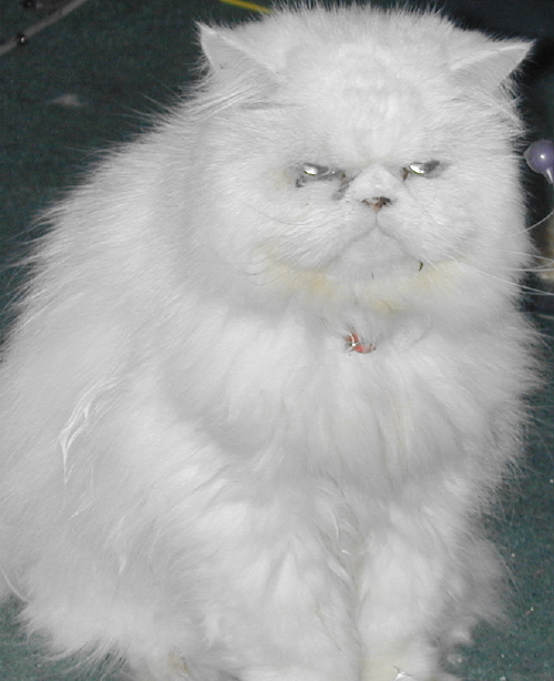 percival