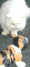 Percival & da Beast