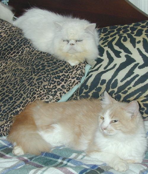 Percival & Sammy, BedTime