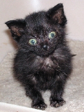 Pinot Noir (aka Peanut)