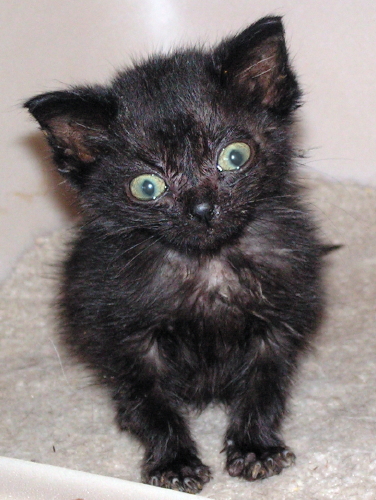 Pinot Noir (aka Peanut)