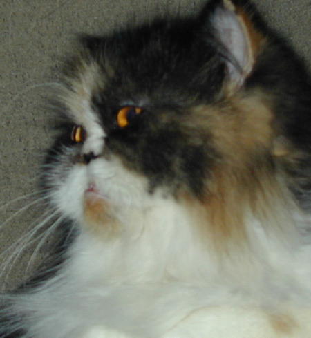 OthfurProfile