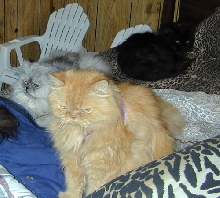 persian bed clothes