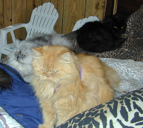 persian bed clothes