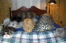 Purrsian Provincial
