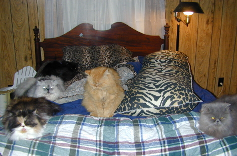 Purrsian Provincial
