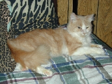 SammyTenHouseCats