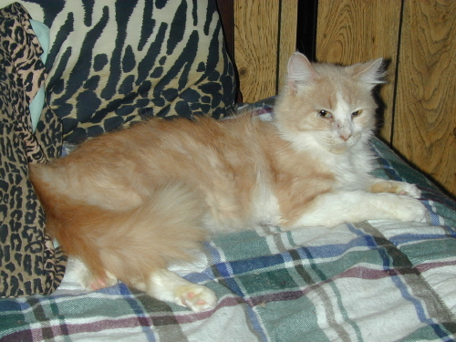 SammyTenHouseCats