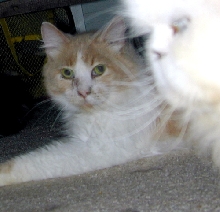 Sammy TenHouseCats