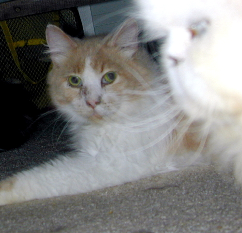 Sammy TenHouseCats