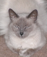 Sapphire RagaMeezer TenHouseCats