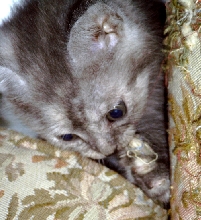 lily kittun (better known as Tael'r)