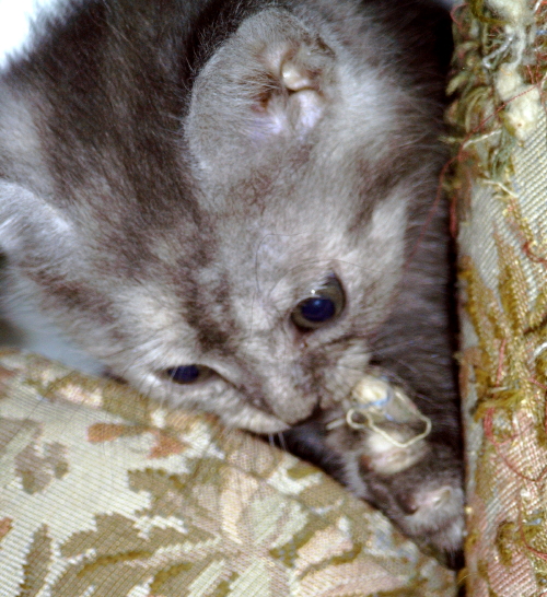 lily kittun (better known as Tael'r)