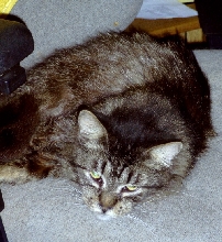 Teagan TenHouseCats