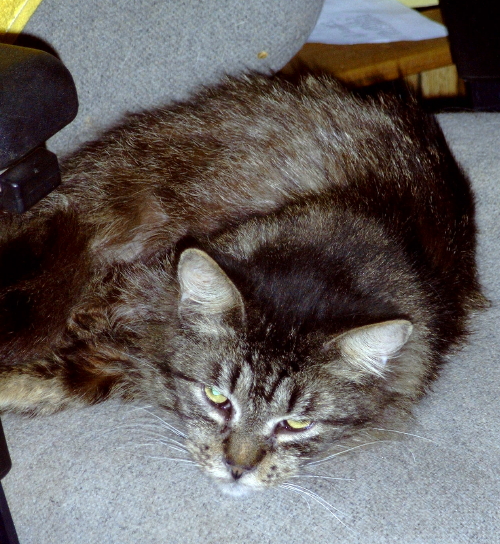 Teagan TenHouseCats