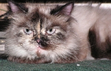 TikiFosterTenHouseCats