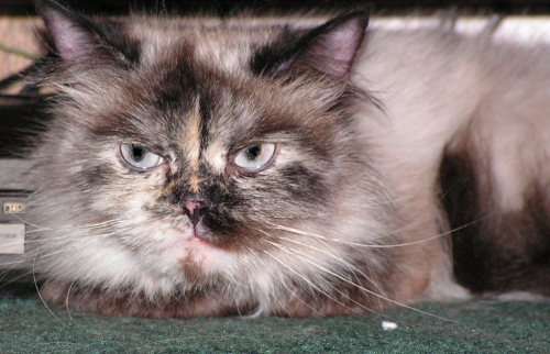 TikiFosterTenHouseCats