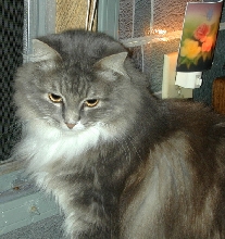 GenevieveTenHouseCats