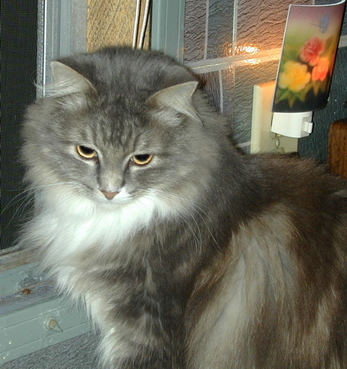GenevieveTenHouseCats